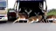 Placeholder: the deceased deer's family raids the moving truck company that hit their fawn