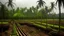 Placeholder: A photograph of a palm oil nursery in asia.