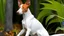 Placeholder: The Ibizan Hound is a graceful and athletic breed known for its elegant appearance and friendly nature. With their keen intelligence and affectionate demeanor, these dogs make wonderful companions for active families. Their unique appearance and gentle temperament make them a popular choice for dog lovers worldwide.