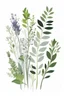 Placeholder: abstract herbs on a white background