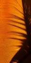 Placeholder: palm leaf's shadow, texture, low contrast, heavy blurred