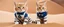 Placeholder: rocket ship sand cat captain
