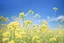 Placeholder: bottom half canola, detailed, top half sky, agriculture photography,