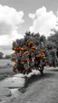 Placeholder: All black and white picture scene of an orange tree by the river stream with clouds above , only the oranges are colored with orange