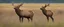 Placeholder: regal pose of Elk in a prairie field, wild grasses and bushes in corners of foreground