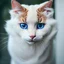 Placeholder: Cat photo, white fur, blue eyes, trending on unsplash