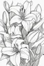 Placeholder: outline art for Lilies no colour , White background. sketch style, clean line art, white background, no shadow and clear