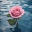 Placeholder: pink rose flower on blue surface water