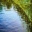 Placeholder: Reflection of plants in pool of water, nature photography, calm, Zen, soft lighting