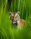 Placeholder: junger Tiger im hohen grass