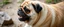Placeholder: pug lion