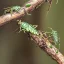 Placeholder: grasshoppers on a branch