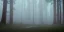 Placeholder: Deep forest with tall trees, misty, light rays, day time