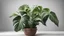 Placeholder: Calathea musaica decorate in pot isolate