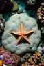 Placeholder: an ocean star in some corals in te pacific ocean