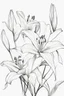 Placeholder: outline art for Lilies no colour , White background. sketch style, clean line art, white background, no shadow and clear