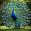 Placeholder: A majestic peacock displaying its colorful feathers in a lush, springtime botanical garden