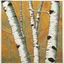 Placeholder: Masterful, highly detailed, full-screen linocut of an extremely focused close-up view of a hanging branch of a birch tree with leaves in autumn shades of yellow, ochre and washed-out green. An early November snow clings to the leaves and branches in wet tufts, creating a soft, white contrast against the colorful foliage. The bokeh background features a blurred view of more snow-covered branches, enhancing the wintry atmosphere. Illustration and linocut using a technique of extremely fine, tiny c