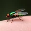 Placeholder: Mosca verde metálica inspirado en el estilo de Claude Lorrain