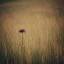 Placeholder: single long stem wild flower in a field, polaroid, tender, soft focus, award winning landscape photography, nature photography, r/mostbeautiful