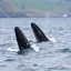 Placeholder: The wails of whales in Wales.