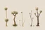 Placeholder: "Isolated concept art of multiple types of alien tree plant on a plain neutral background. Designed for Desert biome – dry, spiky, brittle grass with sharp edges, thorn-like blades, and pale dusty colors