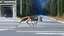 Placeholder: the deceased deer resurrects and chases an older drunk lady down the I90 highway