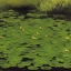 Placeholder: duckweed and double DNA on pond by manet