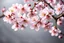 Placeholder: fantastic light pin gray background with four bunches of cherry blossoms on blurred background