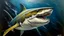 Placeholder: shark oil painting