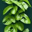 Placeholder: a tropical climbing plant with three leaves growing upwards, each leaf is fully visible, vector style