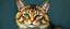Placeholder: Portrait of a cat by Van Gogh