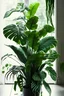 Placeholder: human-eating houseplants