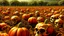 Placeholder: photorealistic, anatomically correct, various sizes, view of dozens of orange human skull pumpkin hybrids growing from a pumpkin vine in a large field, designed to look like a pumpkin patch, painted orange, growing off of a vine orange skulls, evil dead atmosphere, highly detailed, sharp focus, random two toned highlight, digital painting, artstaion, concept art, brooding, highly meticulous detail throughout image