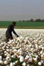 Placeholder: Cotton field, black man, picking