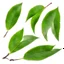 Placeholder: unconnected cherry-plum leaves on a white background