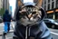Placeholder: Cat in hoodie in new york