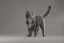 Placeholder: gray cat standing on legs and pointing somewhere with hand