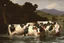 Placeholder: cows swimming in deep water by Caravaggio