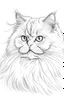 Placeholder: persian cat outline drawing