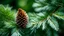 Placeholder: In the winning macro photograph by John Eyre, a branch adorned with a solitary fir cone stands as a testament to the allure of nature in coniferous forests. The lush evergreen branches of spruce and pine trees, intertwined with the essence of a maritime pine, create a stunning green flora forest. This beautiful landscape showcases the majesty of fir trees and the elegance of fir trees, nestled within an enchanting evergreen forest.