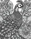 Placeholder: peacock, no cooler , black and white, line art, adult book pages