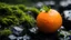 Placeholder: Close up of an orange fruit on a wet rock,moss,high details,dark place