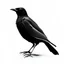 Placeholder: black bird in white background