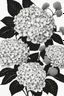 Placeholder: outline art of Hydrangeas only black and white, no colour , White background. sketch style, clean line art, white background, no shadow and clear, no people, no colour, for book