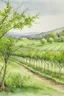 Placeholder: watercolor of a vineyard in spring