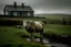 Placeholder: one sheep in the rain by Icelandic farmhouse