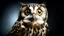 Placeholder: Studio portrait of surprised owl, isolated background