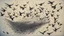 Placeholder: handmade drawing of a swarm of birds in the sky