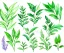 Placeholder: Vector plants and herb set illustration. Watercolor white backdrop